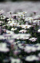 Flower bed